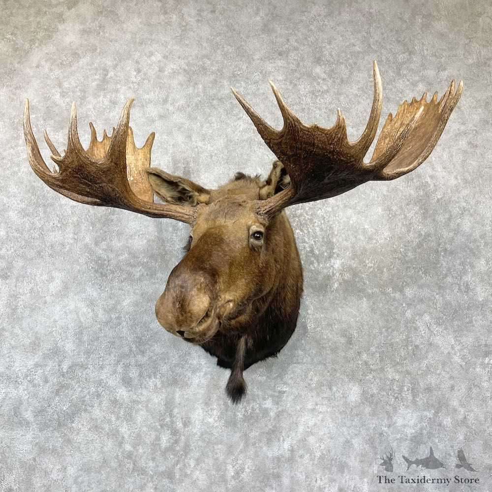 Moose Shoulder Mount For Sale #26521 @ The Taxidermy Store
