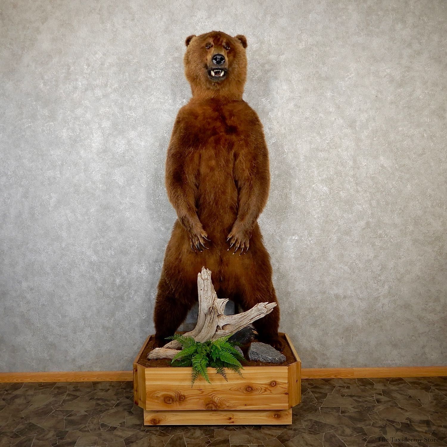 Brown Bear Life-Size Mount For Sale #19573 @ The Taxidermy Store