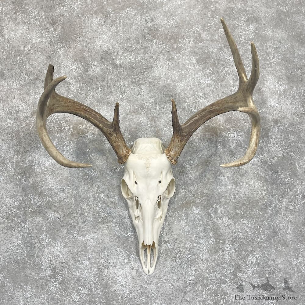 Whitetail Deer Skull European Mount For Sale #28061 @ The Taxidermy Store