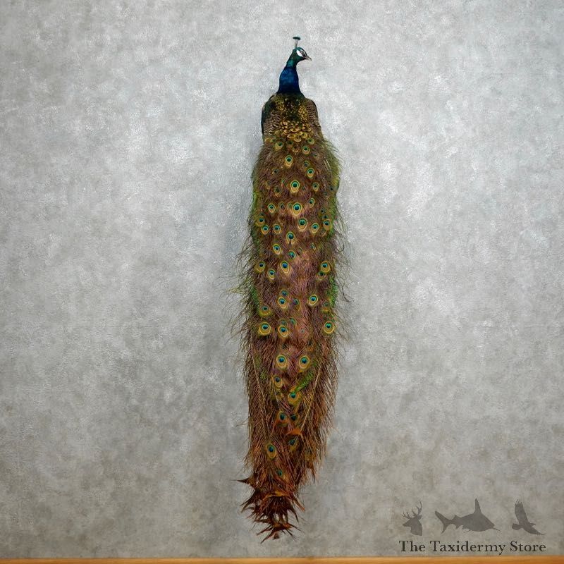 Indian Peacock Bird Mount For Sale #18047 @ The Taxidermy Store