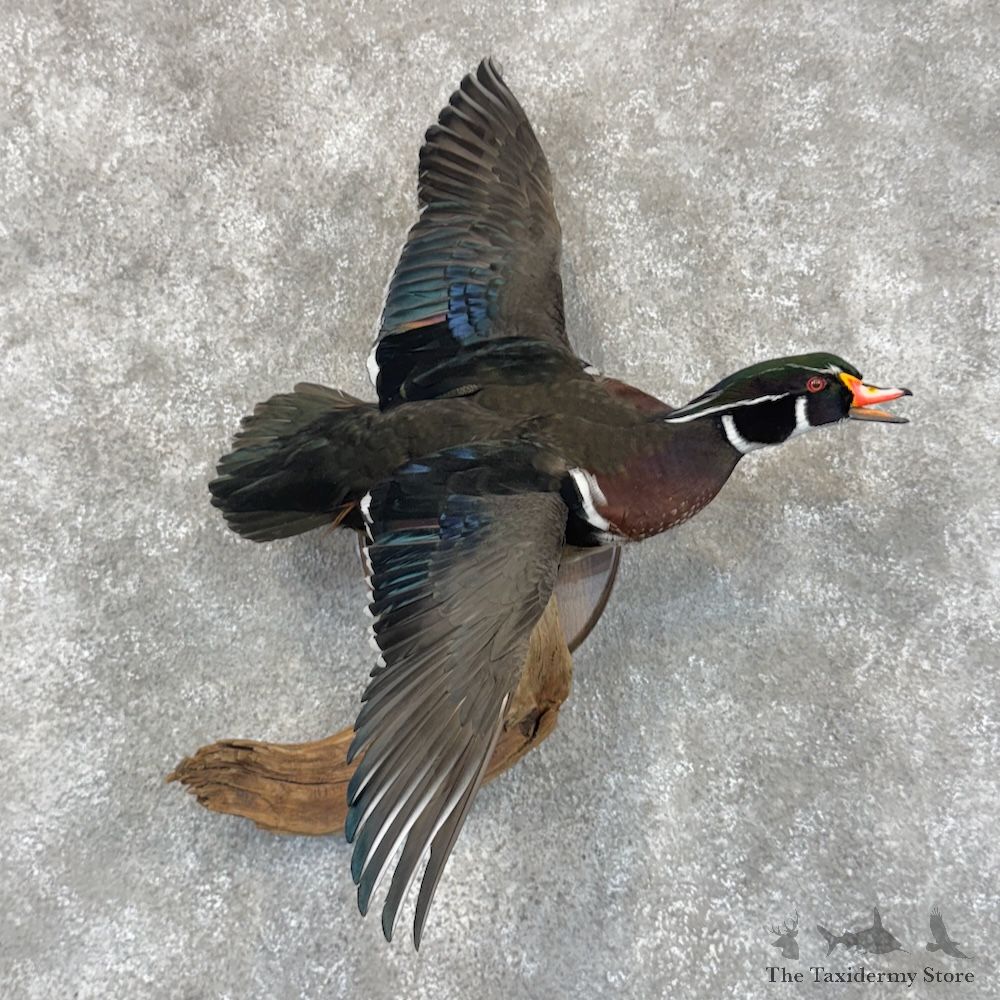 Wood Duck Bird Mount For Sale #30106 @ The Taxidermy Store