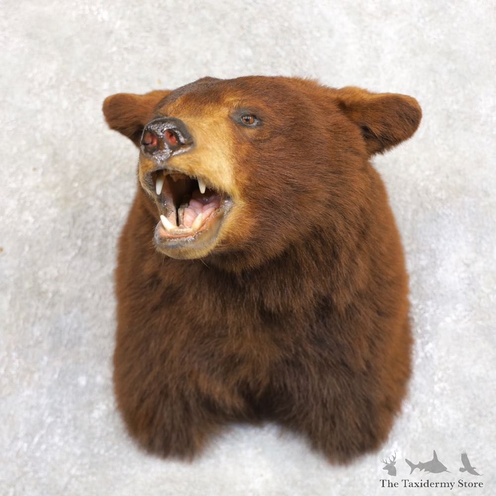 Cinnamon Phase Black Bear Shoulder Mount For Sale #22231 @ The Taxidermy Store
