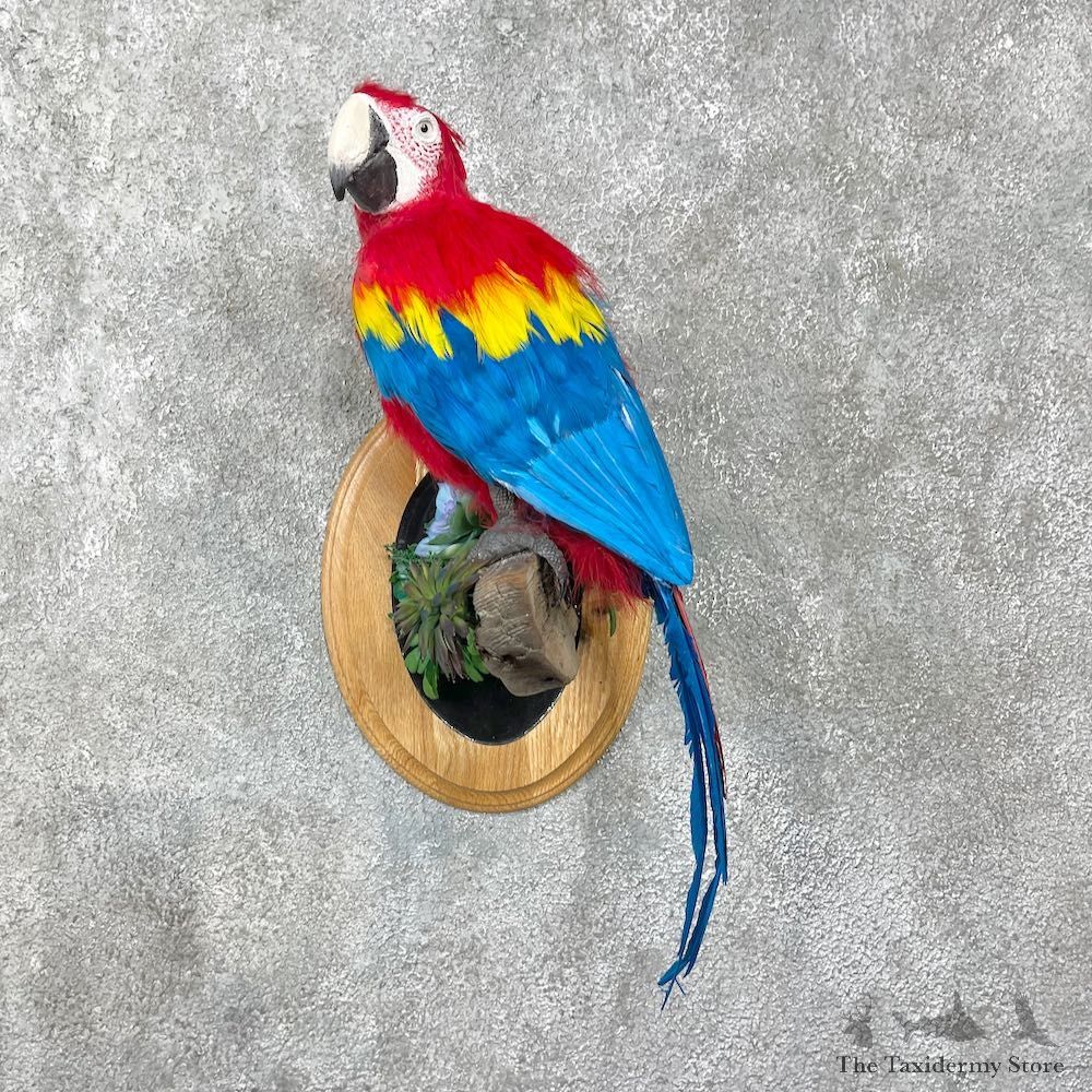 Scarlet Macaw Bird Mount For Sale #25565 @ The Taxidermy Store