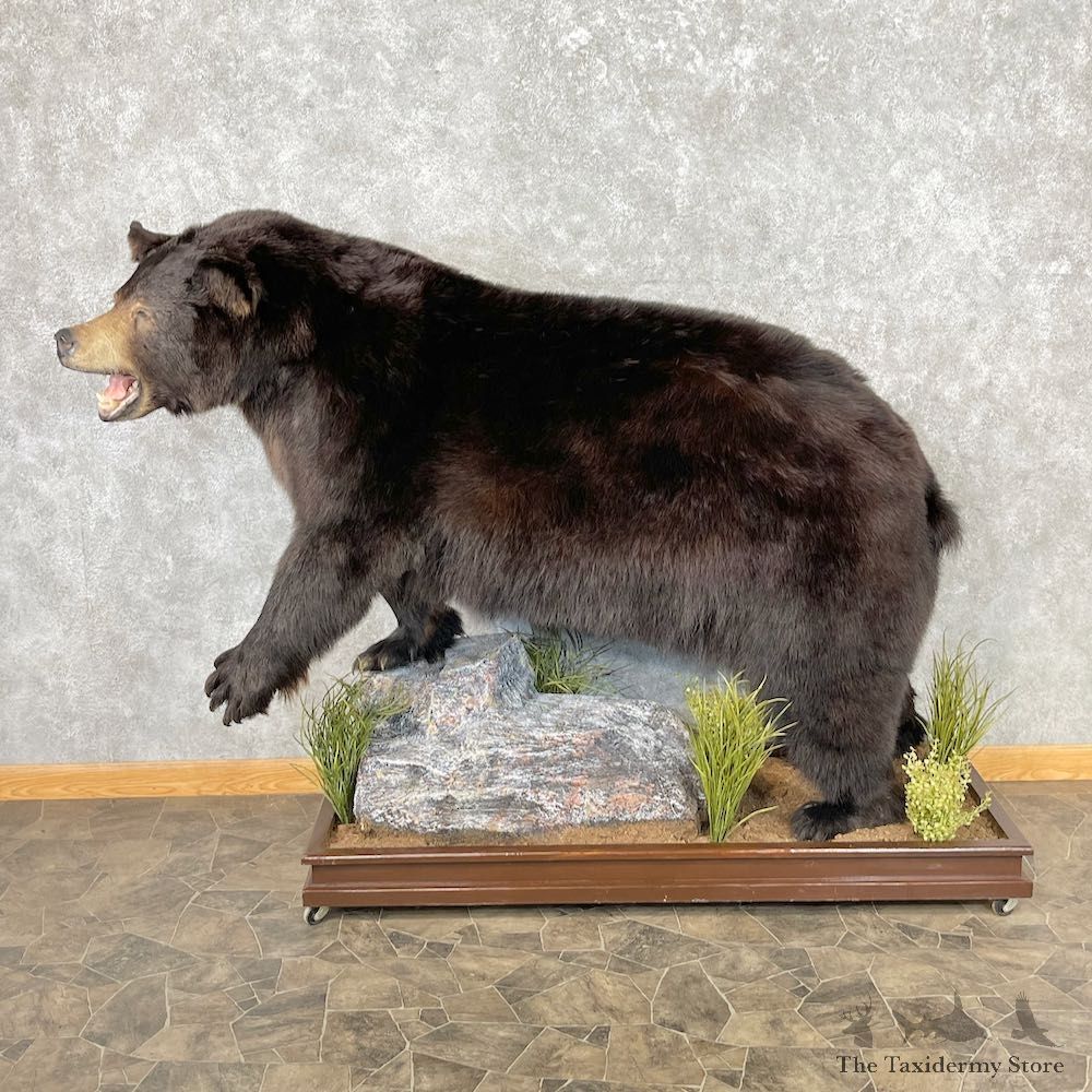 Black Bear Life-Size Mount For Sale #26743 @ The Taxidermy Store