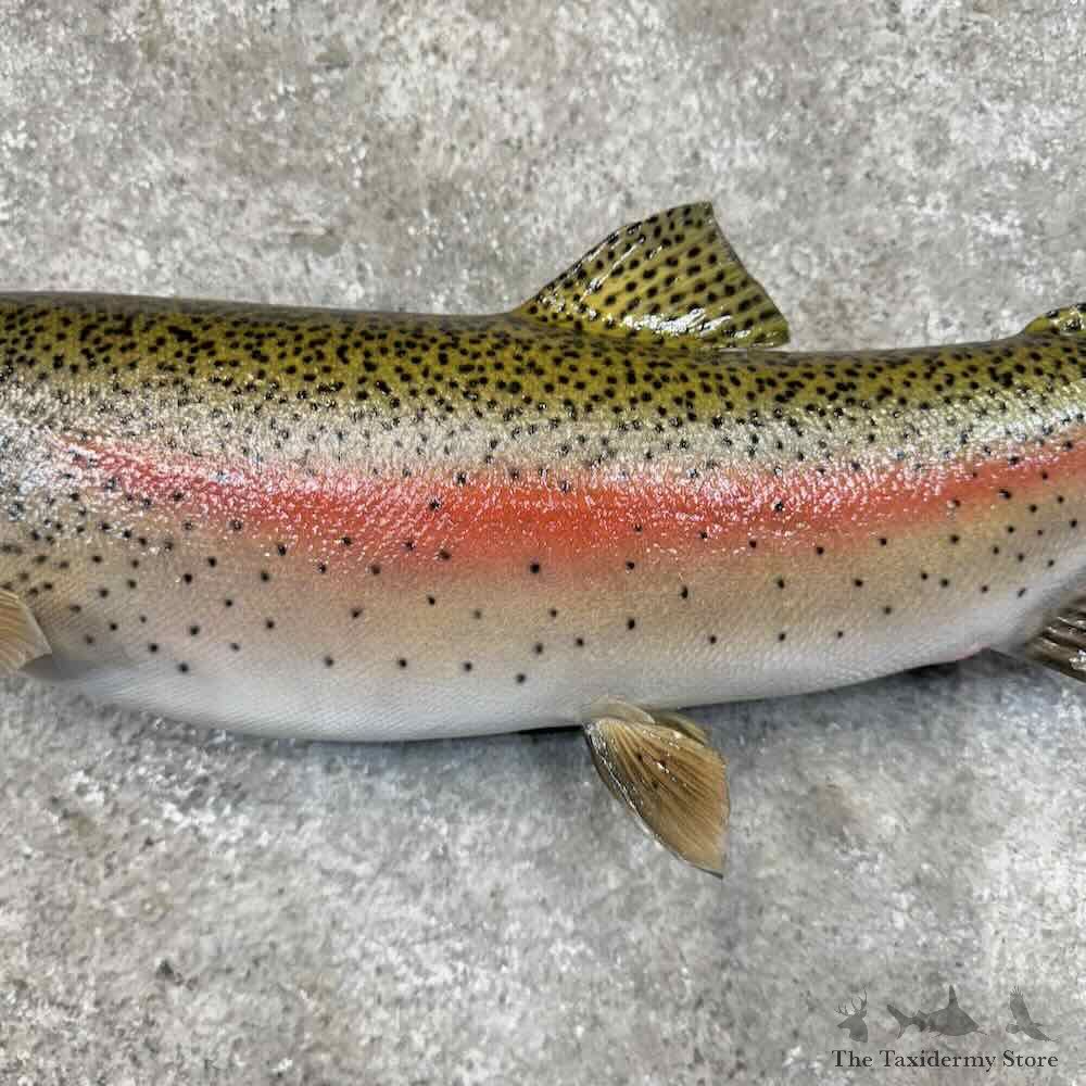 Rainbow Trout Fish Mount For Sale #30457 @ The Taxidermy Store