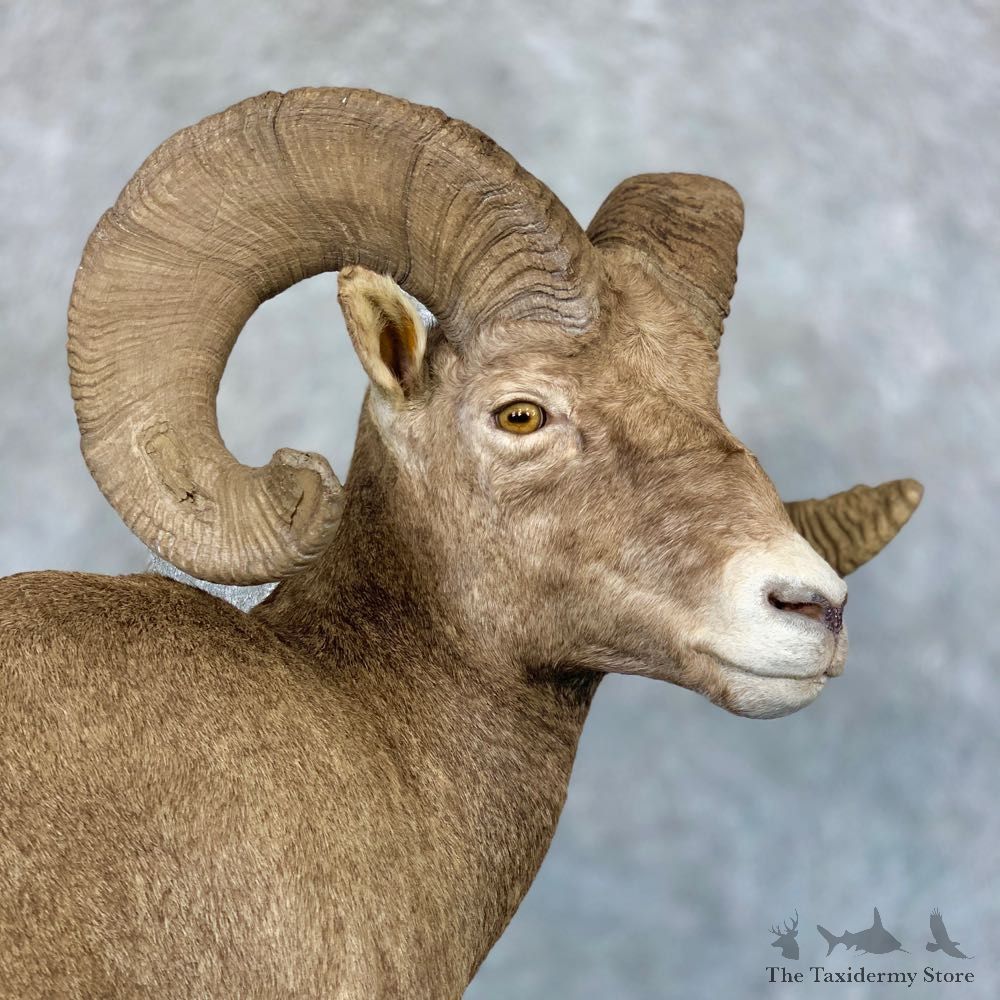 Wyoming Bighorn Sheep Life-Size Taxidermy Mount #23656 For Sale - The Taxidermy Store