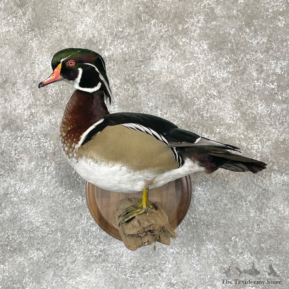 Wood Duck Bird Mount For Sale #28118 @ The Taxidermy Store