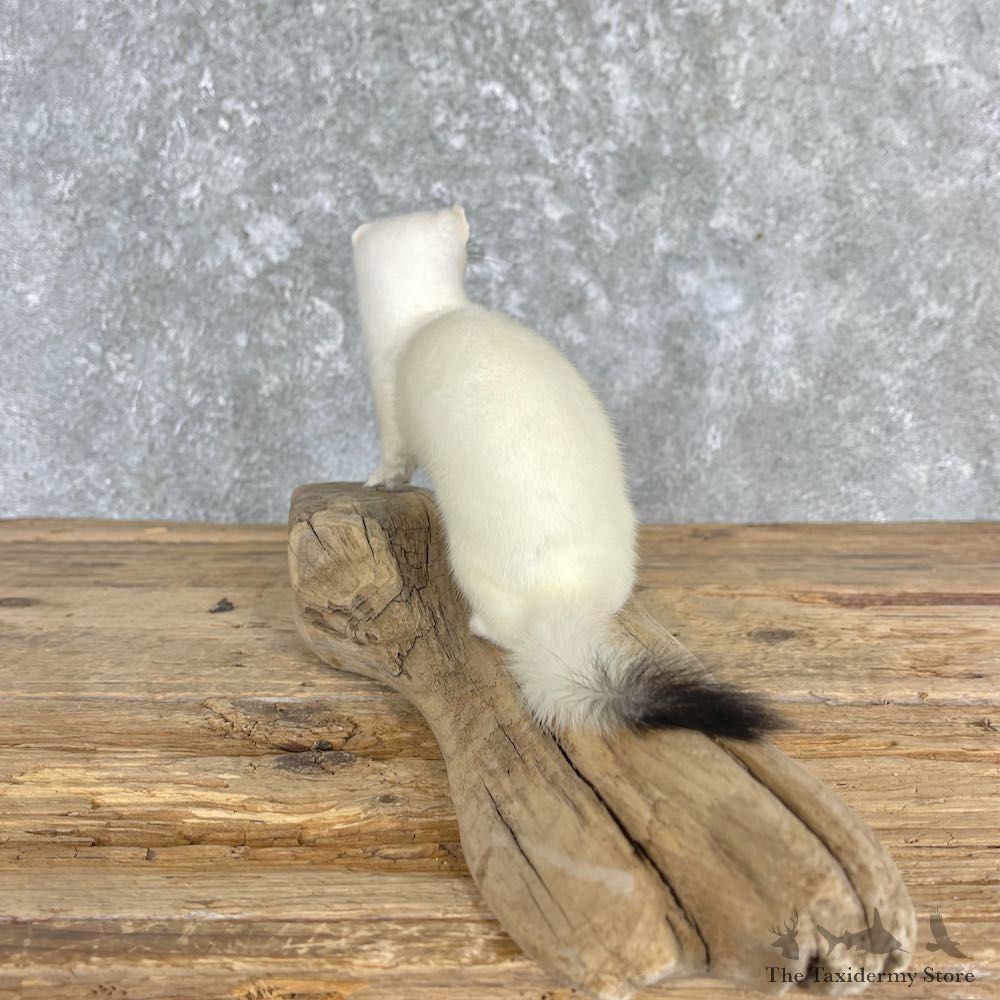 Ermine Life-Size Mount For Sale #27185 @ The Taxidermy Store