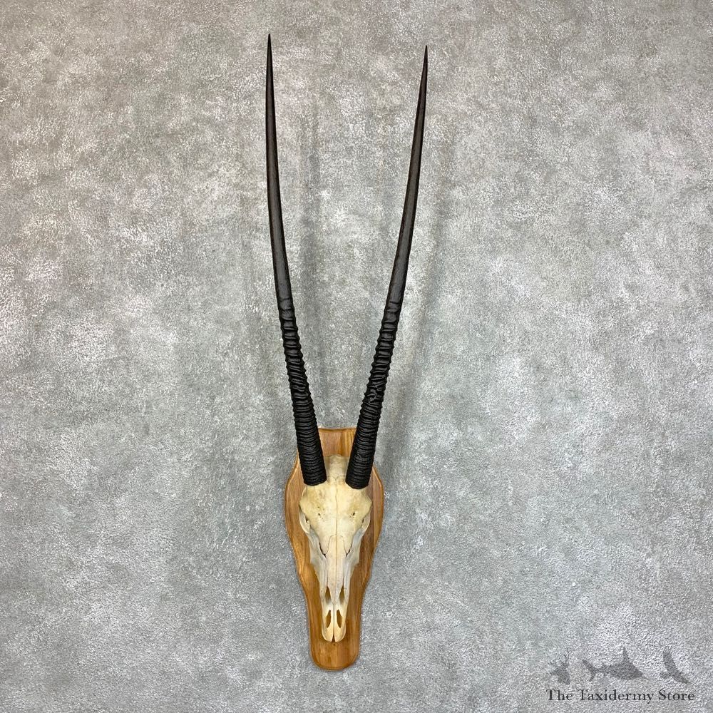 Gemsbok Skull Horns European Mount #22733 For Sale @ The Taxidermy Store