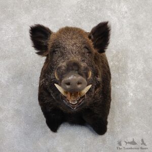 Wild Boar Shoulder Mount For Sale #20271 @ The Taxidermy Store