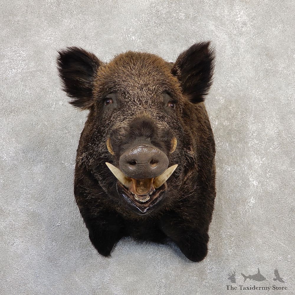 Wild Boar Shoulder Mount For Sale #20271 @ The Taxidermy Store