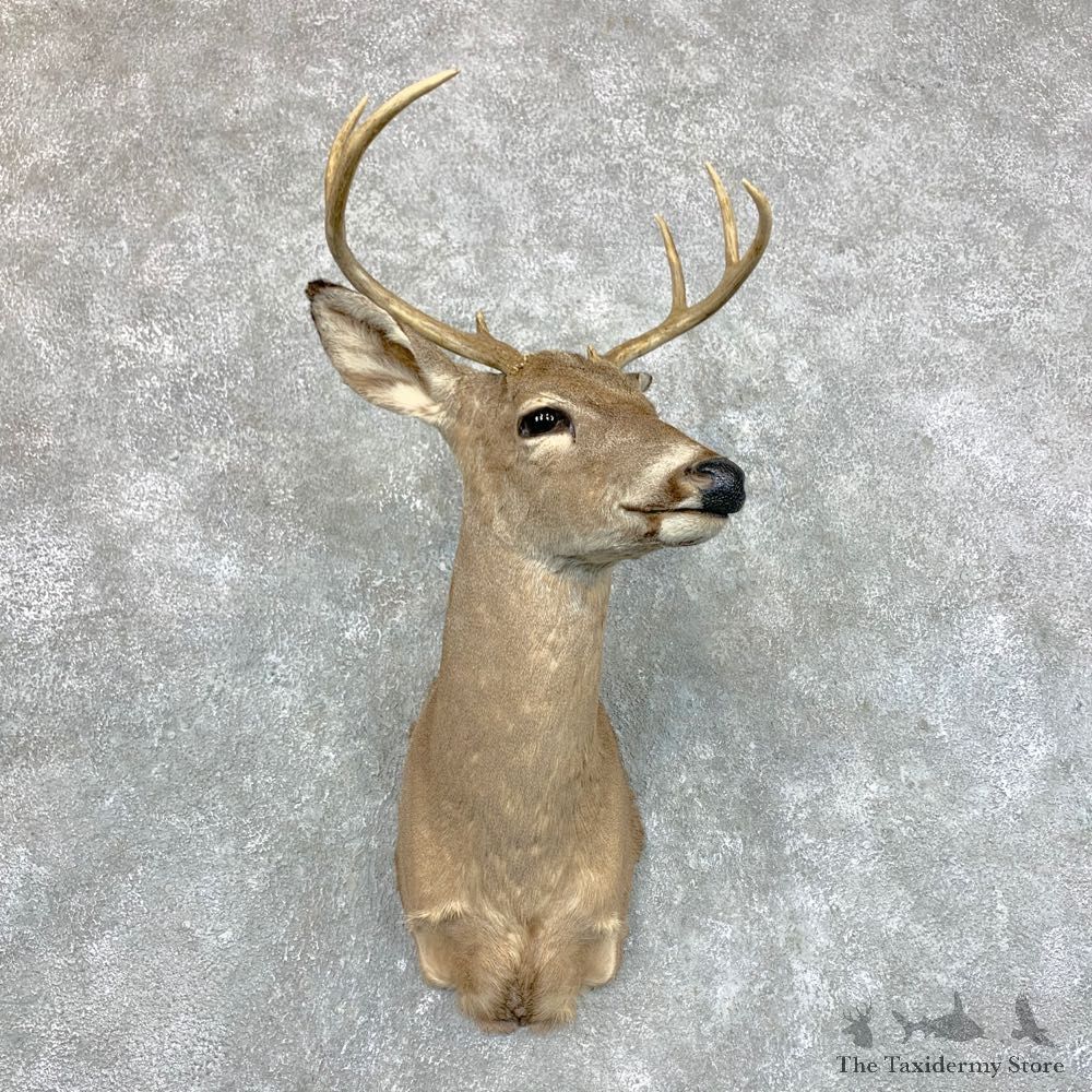 Coues Deer Shoulder Mount For Sale #23614 @ The Taxidermy Store