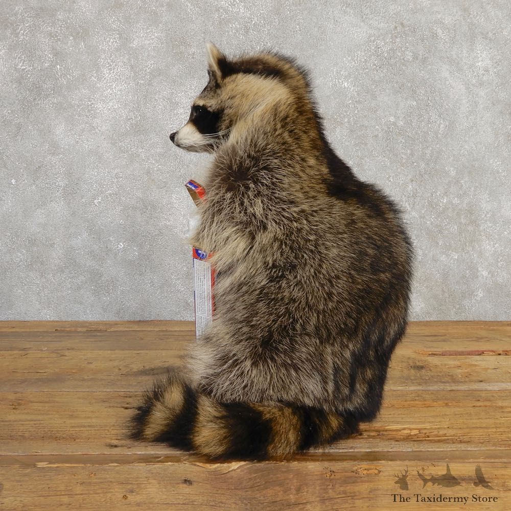 “Cracker Jack” Raccoon Mount For Sale #20190 @ The Taxidermy Store