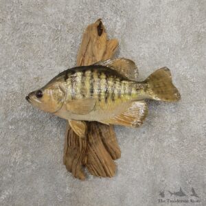 White Crappie Taxidermy Fish Mount #20931 For Sale @ The Taxidermy Store