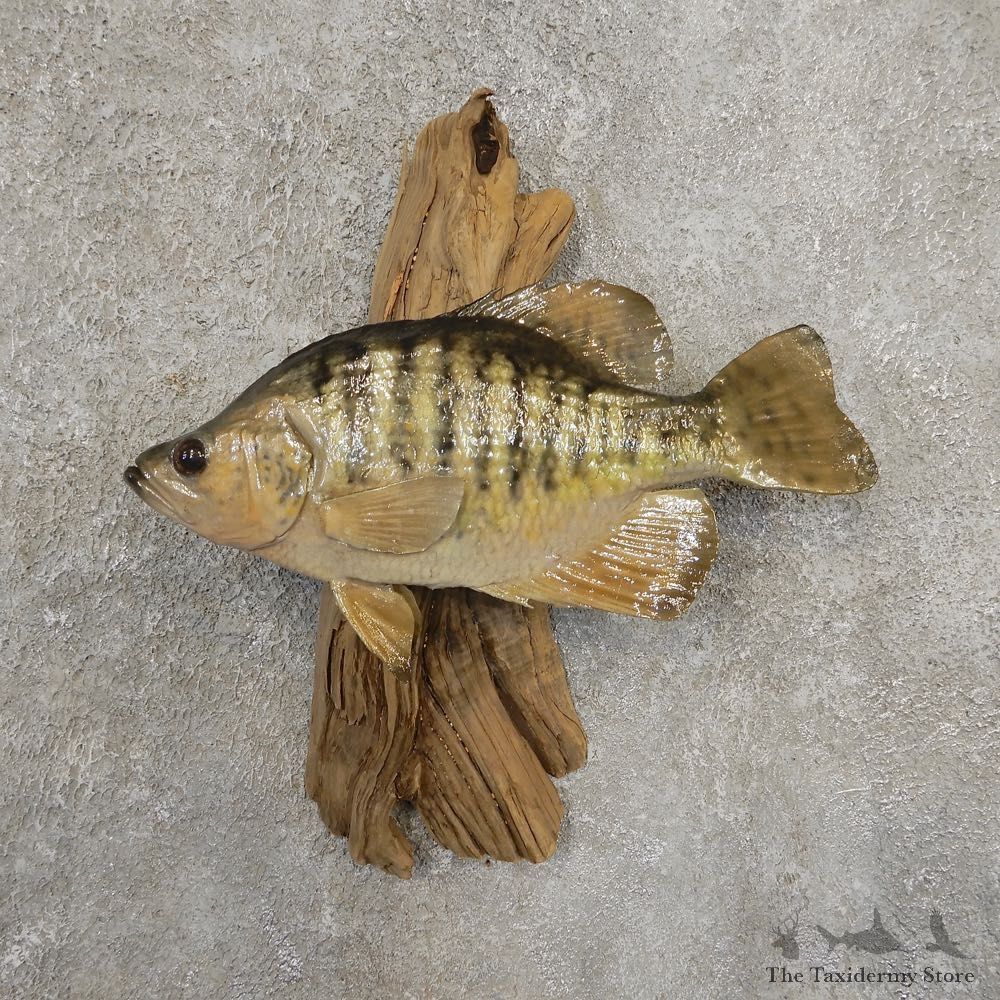 White Crappie Taxidermy Fish Mount #20931 For Sale @ The Taxidermy Store