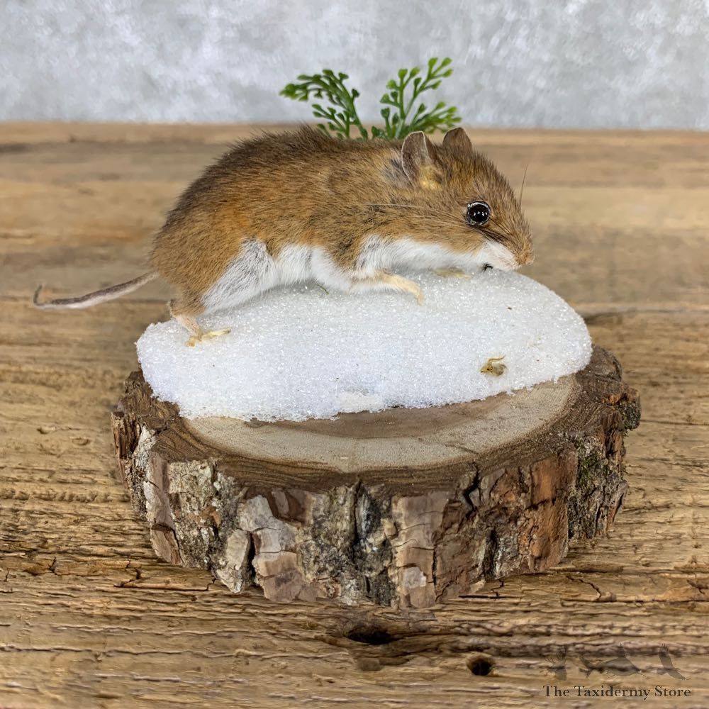 Mouse Life-Size Mount For Sale #21558 @ The Taxidermy Store