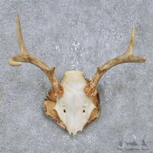 Whitetail Deer Antler Plaque Mount For Sale #14749 @ The Taxidermy Store