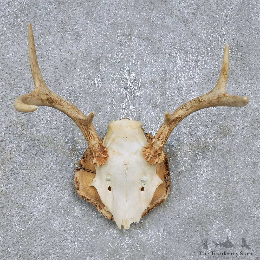 Whitetail Deer Antler Plaque Mount For Sale #14749 @ The Taxidermy Store