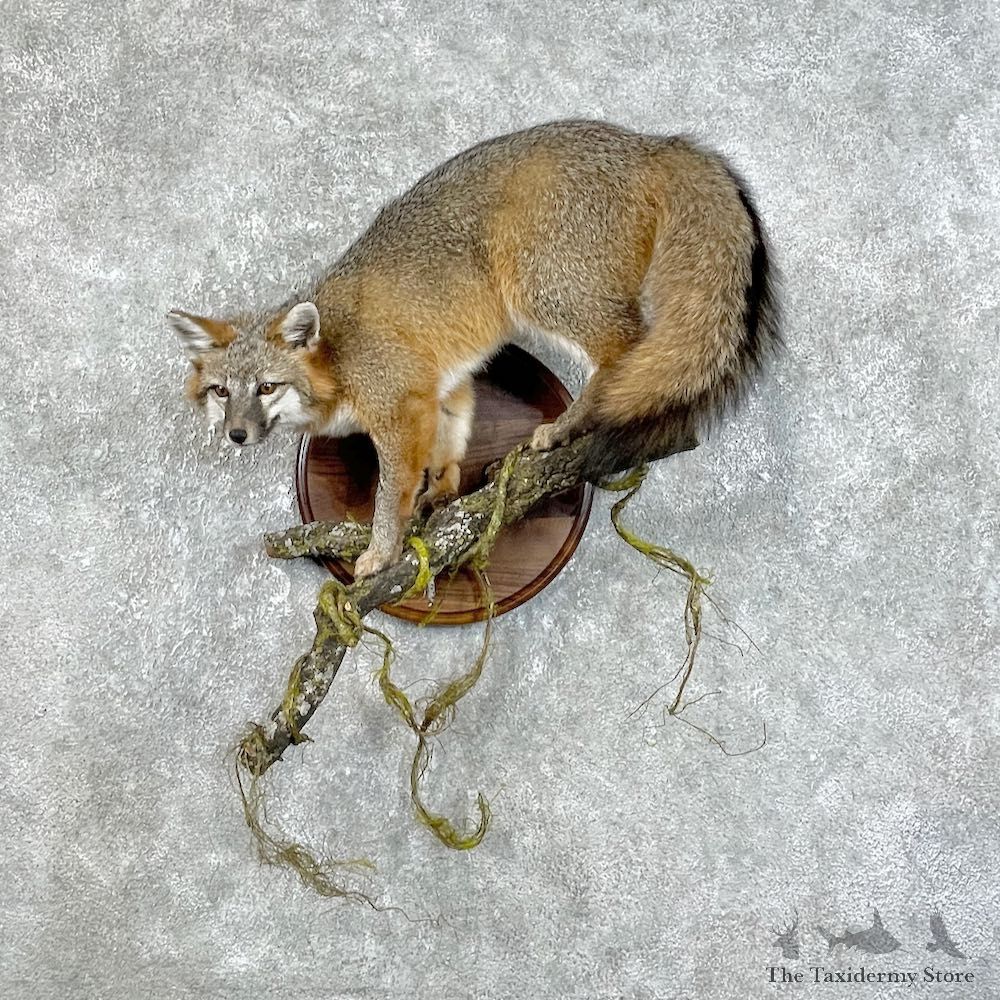 Grey Fox Life-Size Mount For Sale #25821 @ The Taxidermy Store