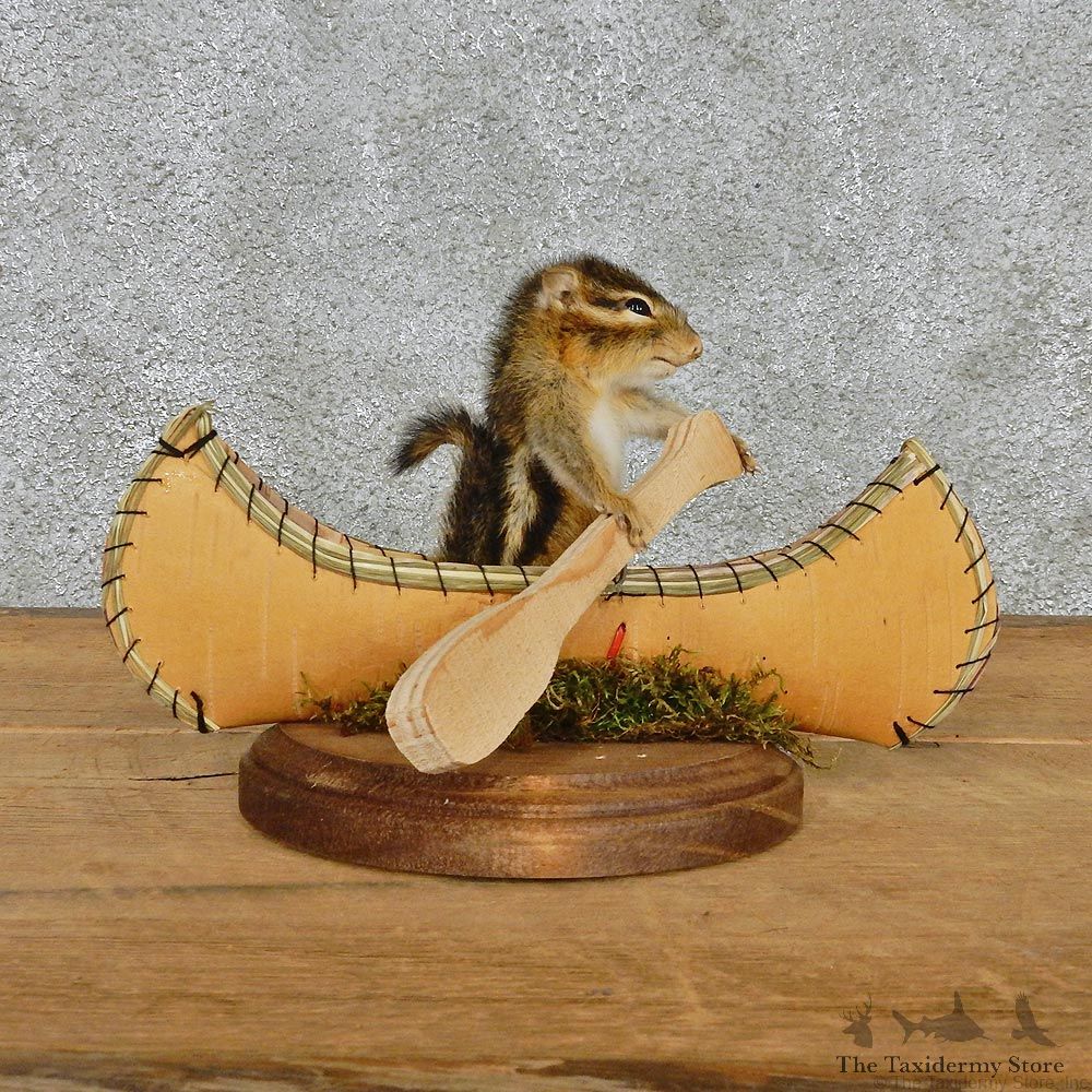 Novelty Canoe Chipmunk Taxidermy Mount #12588 For Sale @ The Taxidermy Store