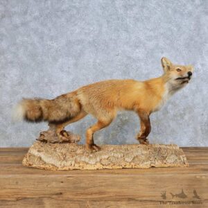 Standing Red Fox Mount For Sale #14704 @ The Taxidermy Store