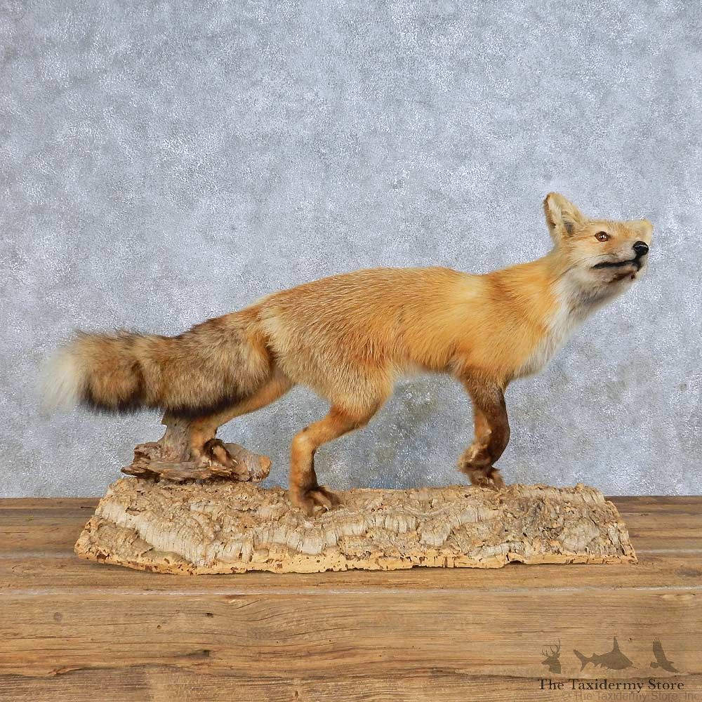 Standing Red Fox Mount For Sale #14704 @ The Taxidermy Store