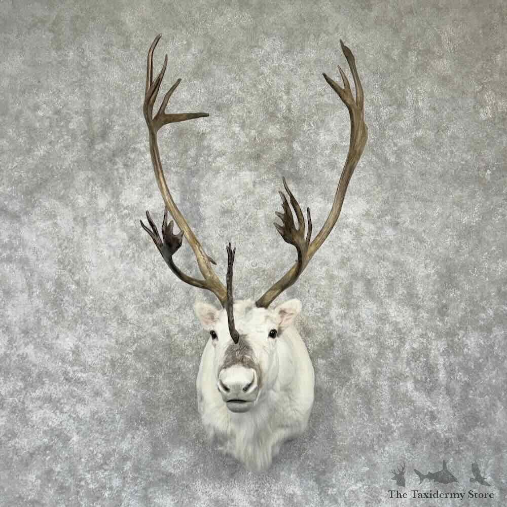 Peary Caribou Shoulder Mount For Sale #31847 @ The Taxidermy Store