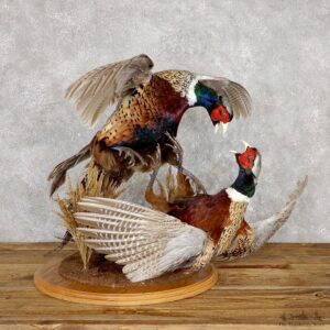 Ringneck Pheasant Bird Mount For Sale #19470 - The Taxidermy Store