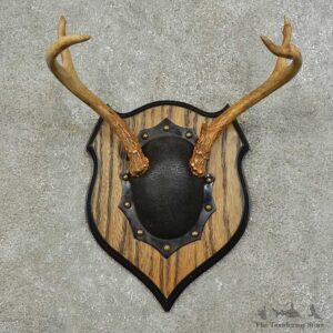Whitetail Deer Antler Plaque For Sale #15981 @ The Taxidermy Store