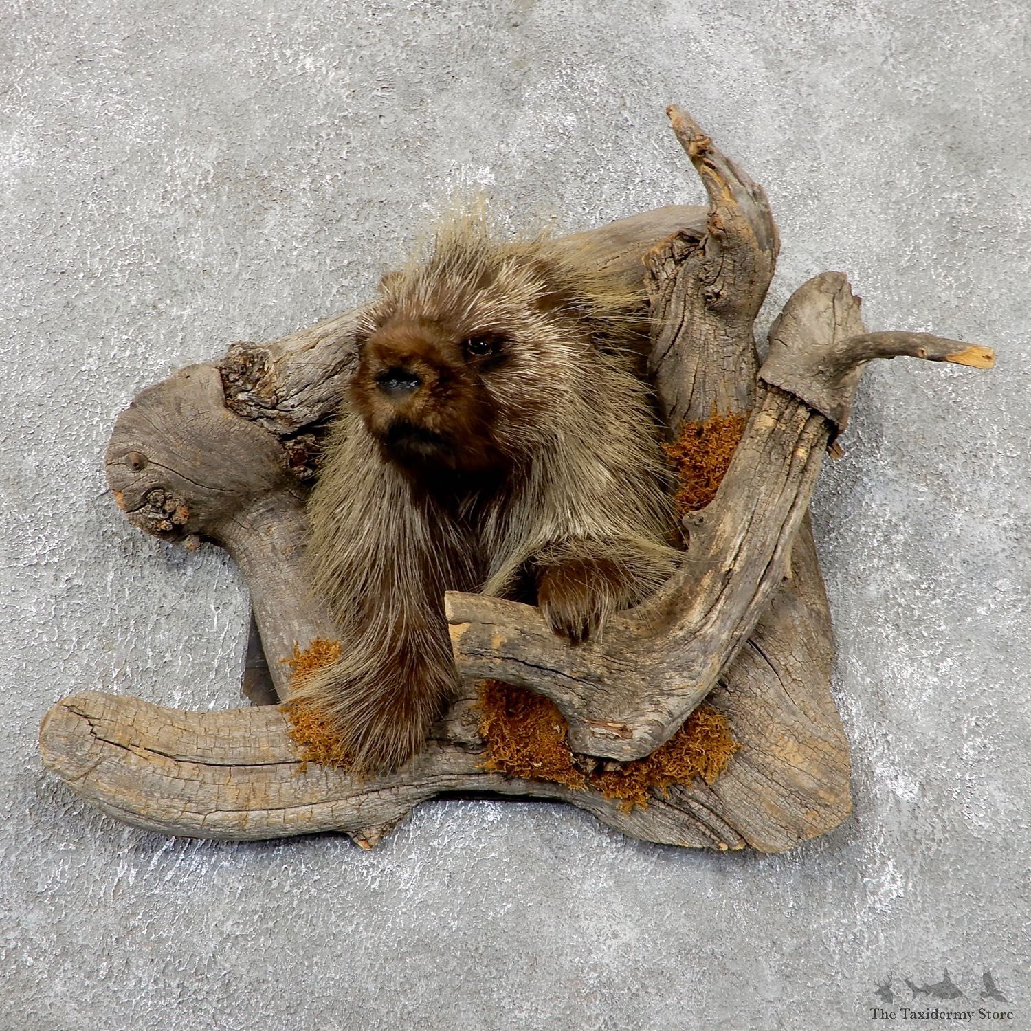 Porcupine Shoulder Taxidermy Mount #19403 For Sale @ The Taxidermy Store