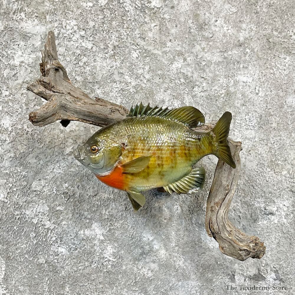 Bluegill Taxidermy Fish Mount For Sale #27817 @ The Taxidermy Store