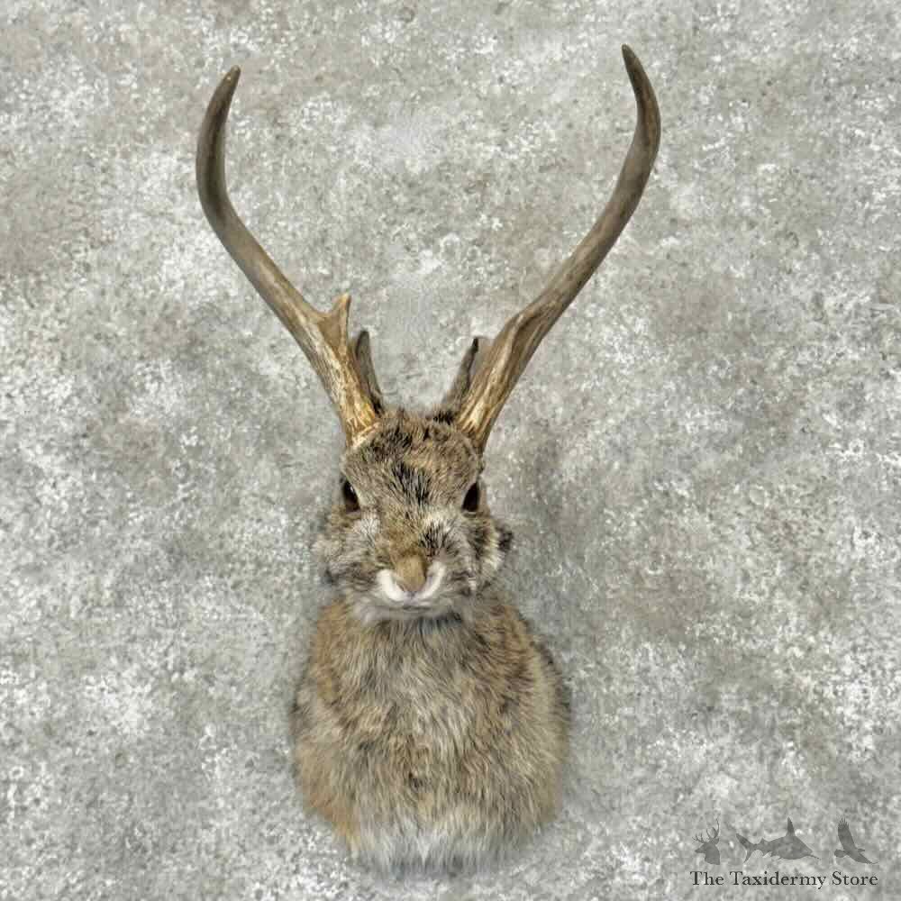 Jackalope Shoulder Mount For Sale #31963 @ The Taxidermy Store