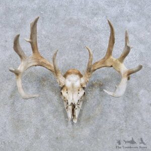 Whitetail Deer Skull European Mount For Sale #14659 @ The Taxidermy Store