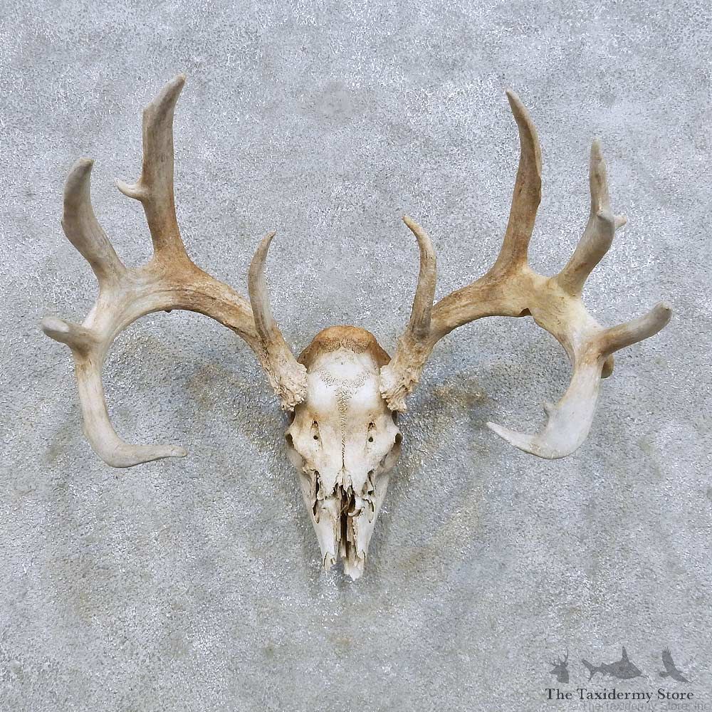 Whitetail Deer Skull European Mount For Sale #14659 @ The Taxidermy Store