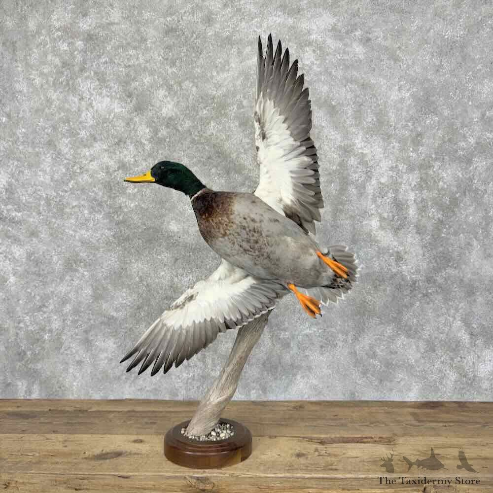 Mallard Duck Drake Bird Mount For Sale #32133 @ The Taxidermy Store