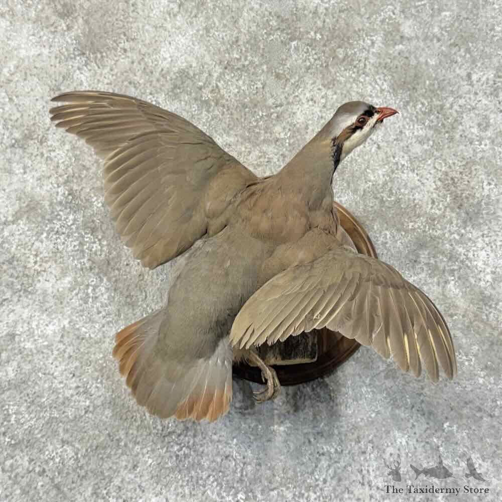 Chukar Partridge Life Size Mount For Sale #31259 @ The Taxidermy Store