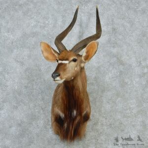 Nyala Mount M1 #12840 For Sale @ The Taxidermy Store