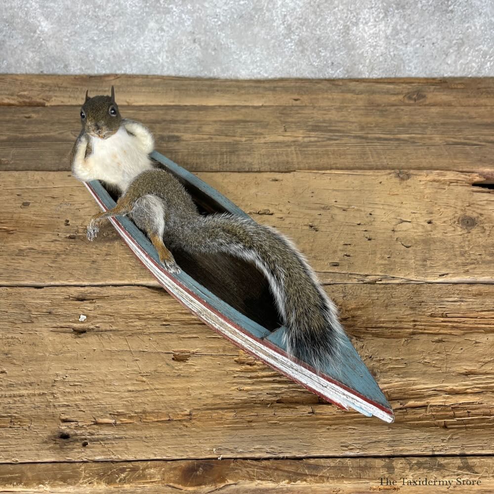 Novelty Grey Squirrel Mount For Sale #28357 @ The Taxidermy Store