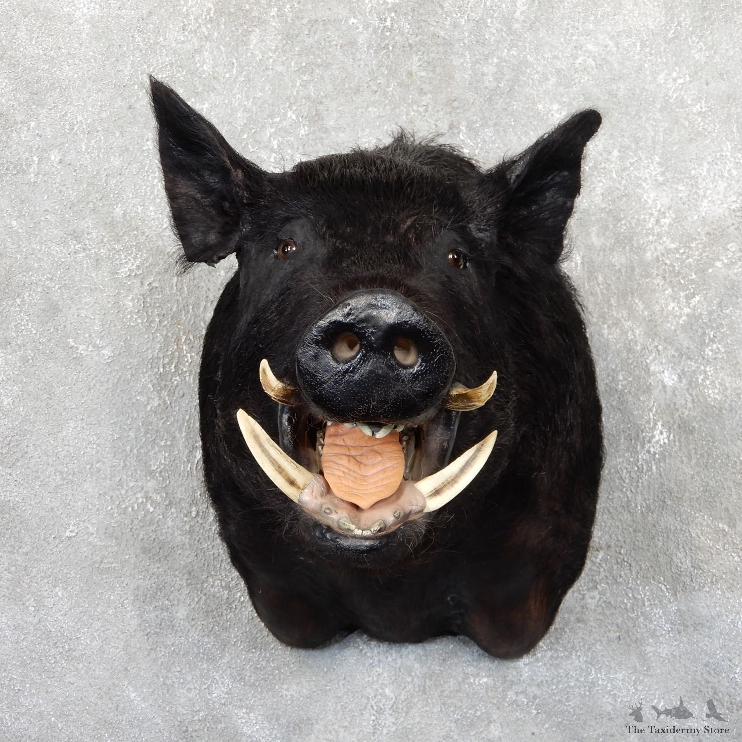 Feral Boar Shoulder Mount For Sale #19642 @ The Taxidermy Store