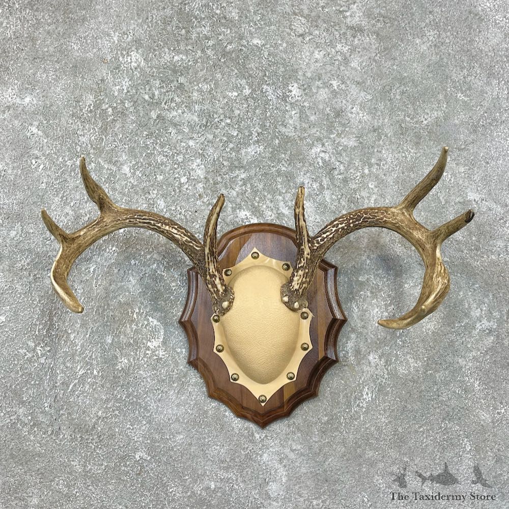 Whitetail Deer Antler Plaque Mount For Sale #26221 @ The Taxidermy Store