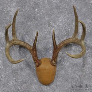 Whitetail Deer Taxidermy Leather Antler Mount #12434 For Sale @ The Taxidermy Store