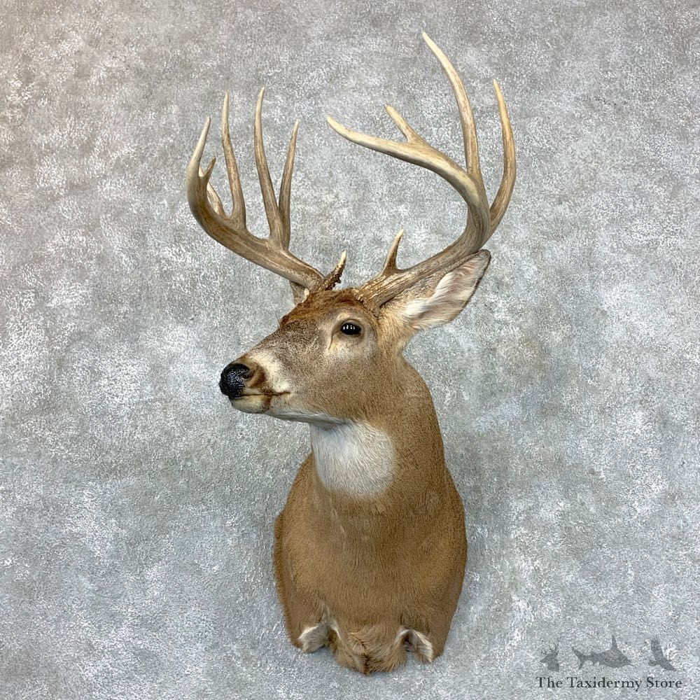 Whitetail Deer Shoulder Mount #23515 For Sale - The Taxidermy Store