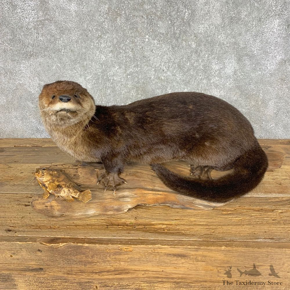 River Otter Taxidermy Mount #21425 For Sale @ The Taxidermy Store