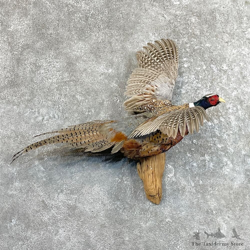 Ringneck Pheasant Bird Mount For Sale #27479 @ The Taxidermy Store