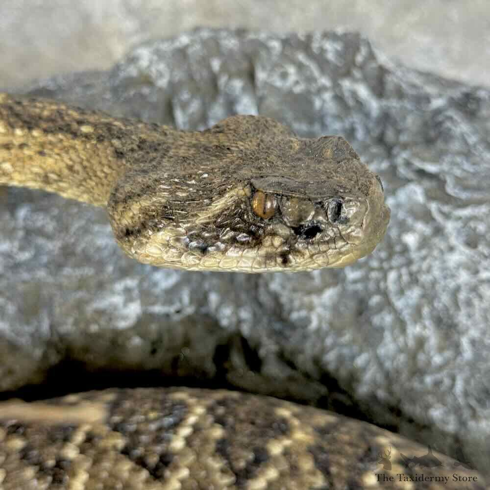 Eastern Diamondback Rattlesnake Mount For Sale #31125 @ The Taxidermy Store