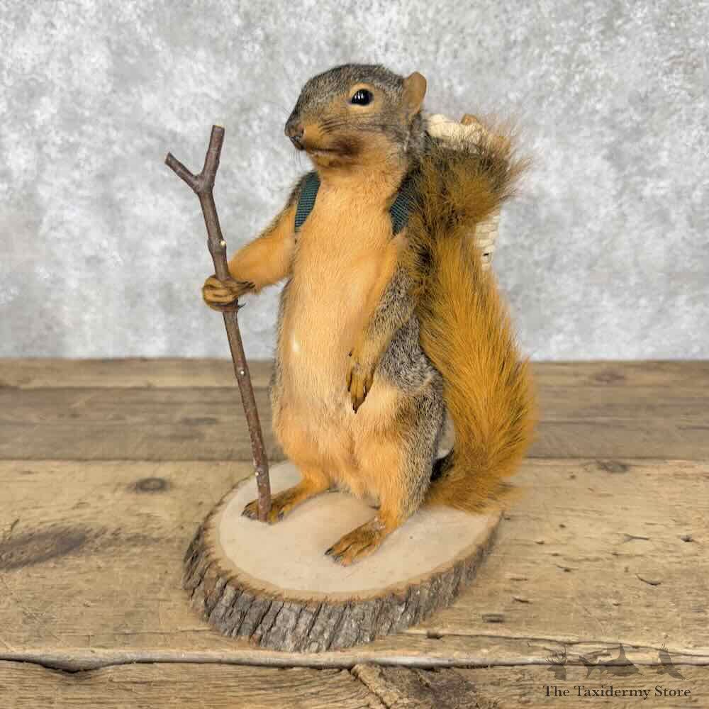 Hiking Fox Squirrel Novelty Mount For Sale #30834 @ The Taxidermy Store