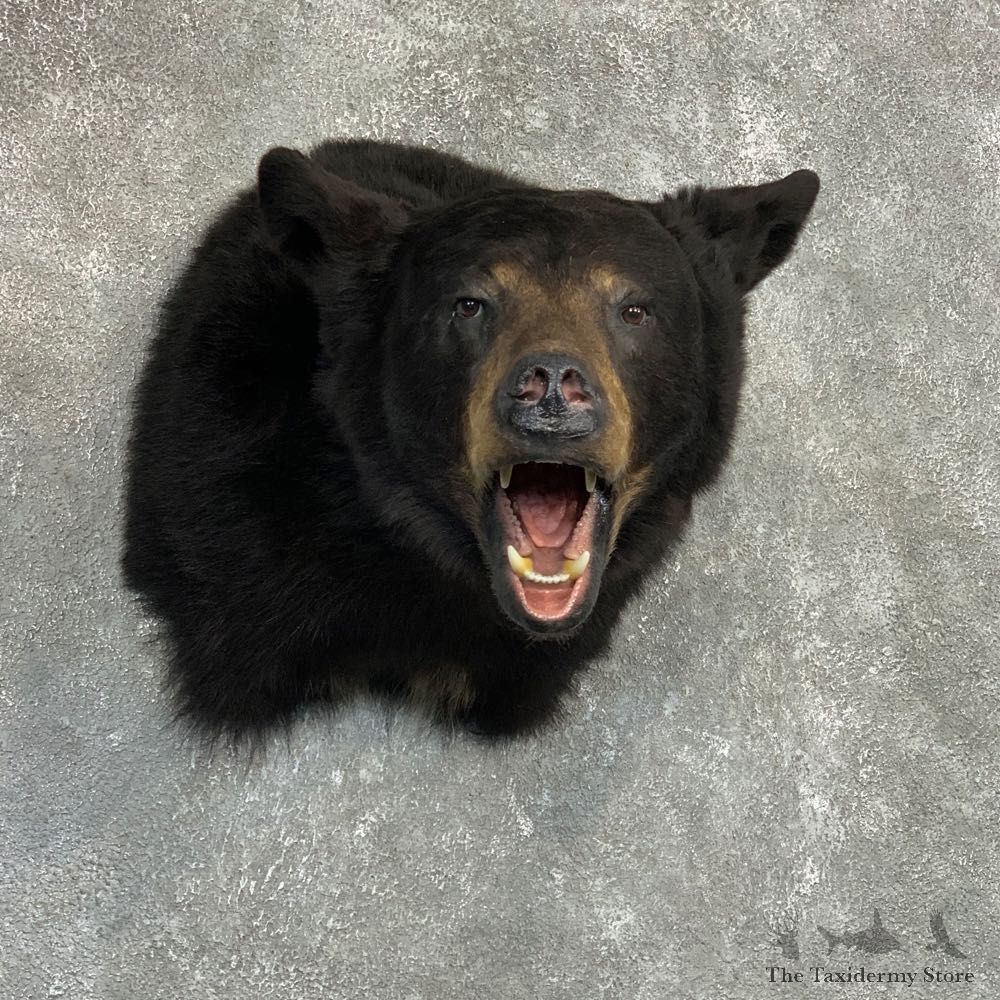 Black Bear Taxidermy Shoulder Mount For Sale #20495 @ The Taxidermy Store