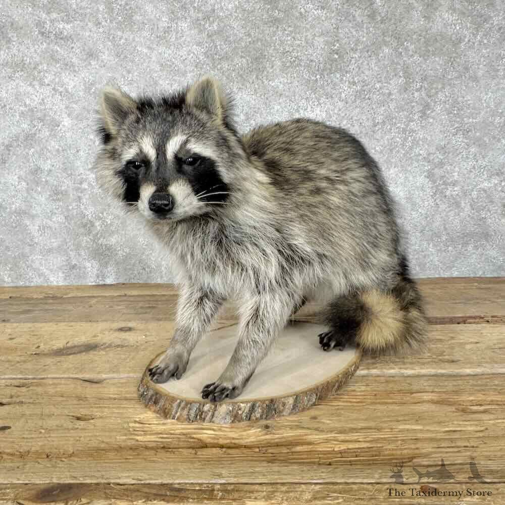 Raccoon Life-Size Mount For Sale #30691 @ The Taxidermy Store