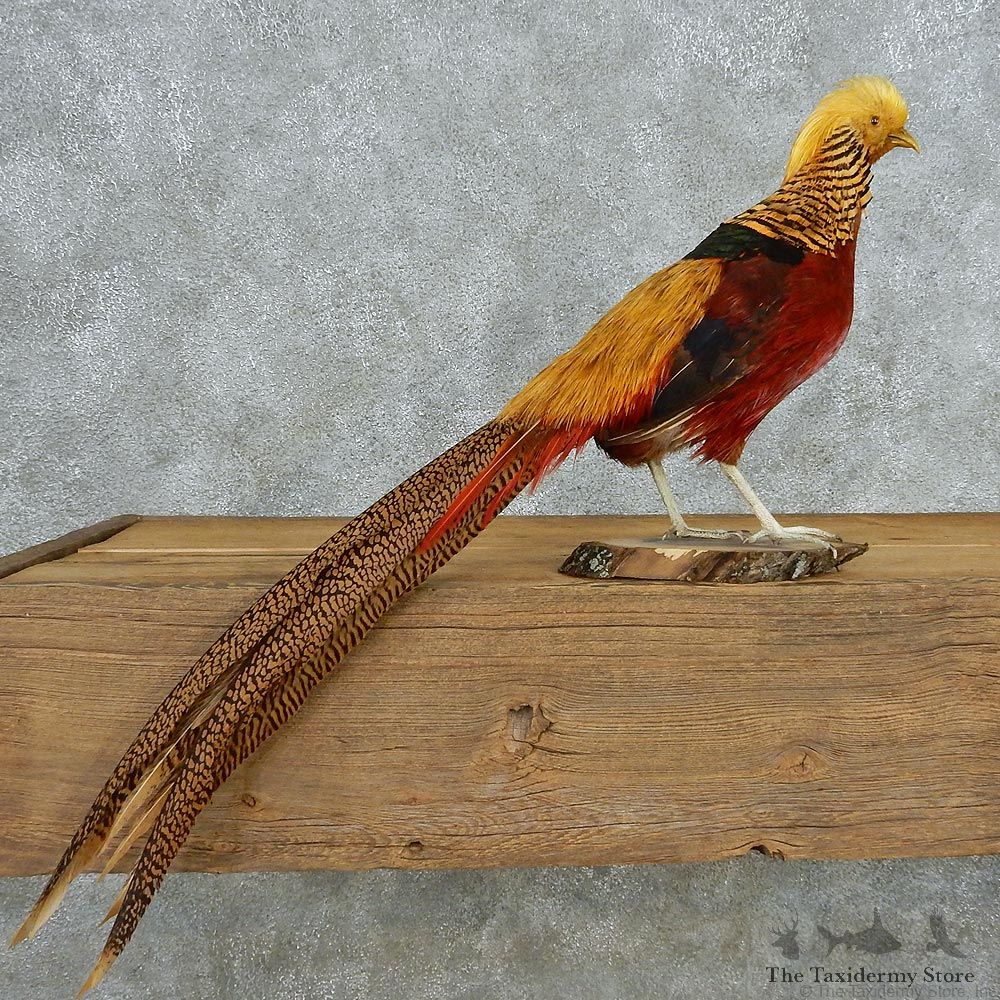 Standing Golden Pheasant Taxidermy #13058 For Sale @ The Taxidermy Store
