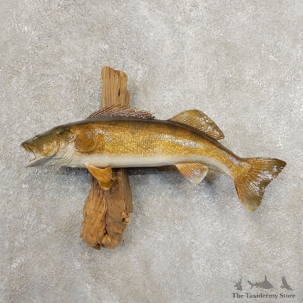 Walleye Taxidermy Fish Mount #20892 For Sale @ The Taxidermy Store